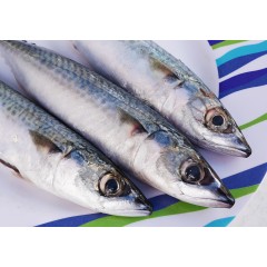 Скумбрия  свежемороженая н/р 400-600 1/30 (Вестрыбфлот)